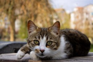 Adorable tabby cat lounging on a bench in a serene outdoor setting.