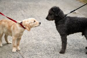 Golden retriever puppy and Spanish water dog face-off on a walk.
