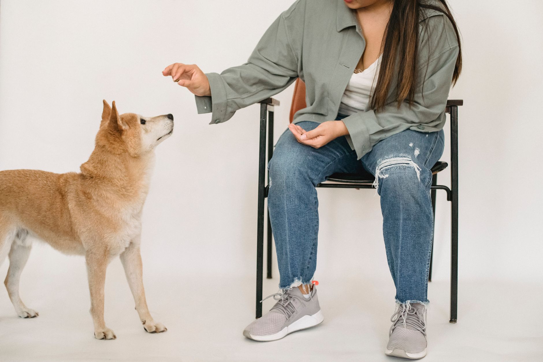Crop anonymous female in trendy outfit sitting on chair and playing with curious purebred cute dog